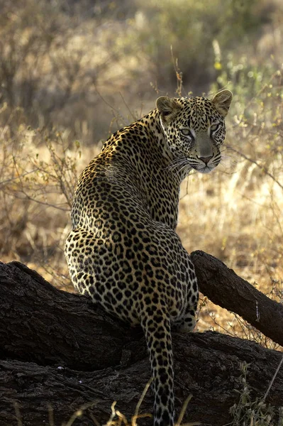 Leopard Panthera Pardus Vuxen Sittande Grenen Masai Mara Park Kenya — Stockfoto