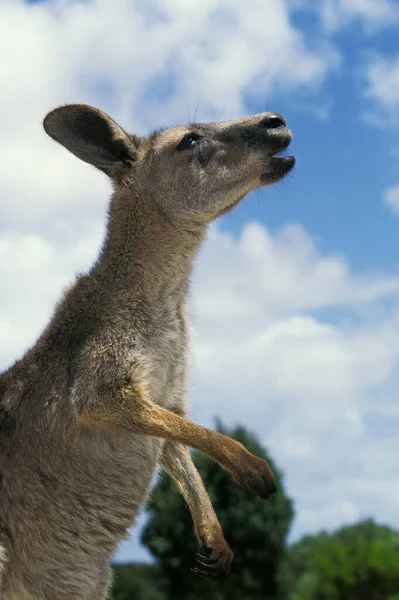Eastern Grey Kangaroo Macpus Giganteus Adult Call Australia — 스톡 사진