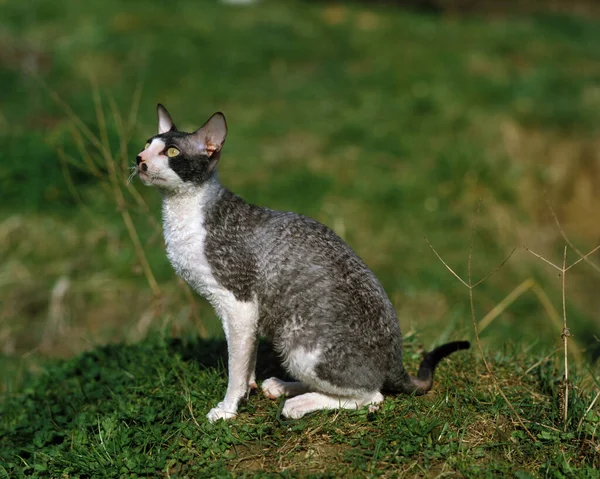 Rex Cornish Hauskatze Erwachsener Sitzt Auf Gras — Stockfoto