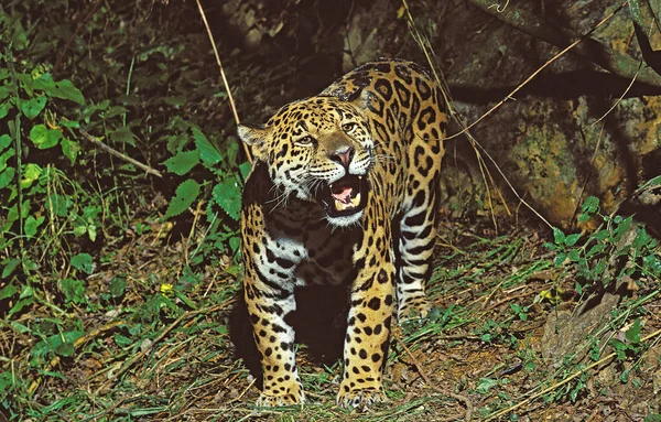 Jaguar Panthera Onca Felnőtt Vicsorgás — Stock Fotó