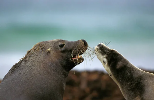 Australian Sea Lion, neophoca cinerea, Pair, Australia