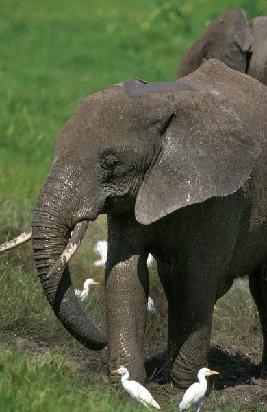 Afrikanischer Elefant Loxodonta Africana Kalb Das Sich Selbst Mit Schlamm — Stockfoto