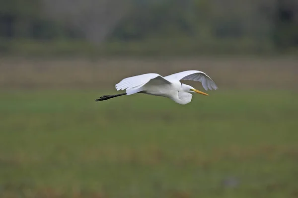 Garceta Bovina Bubulcus Ibis Adulto Vuelo Los Lianos Venezuela —  Fotos de Stock