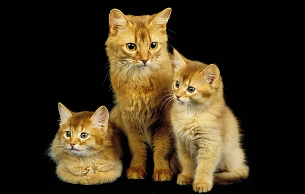 Rosso Somalo Domestico Gatto Madre Gattino Sfondo Nero — Foto Stock