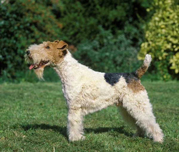 Fox Terrier Con Capelli Filo Maschio Piedi Sul Prato — Foto Stock