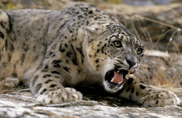 Snow Leopard Onça Uncia Adulto Snarling Postura Defensiva — Fotografia de Stock