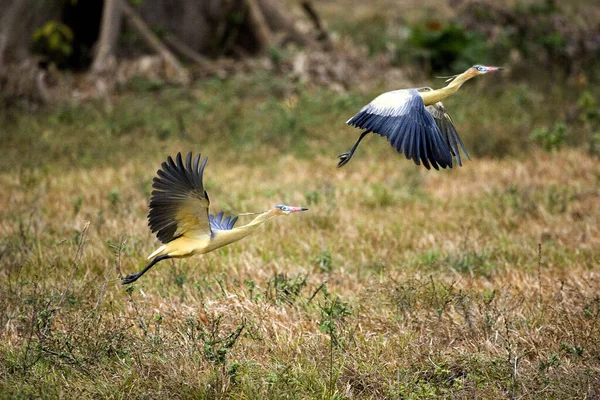 Whistling Heron Syrigma Sibilatrix Vuxna Flyg Los Lianos Venezuela — Stockfoto