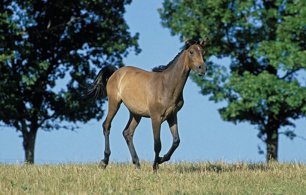 Caballo Árabe Fondo Natural —  Fotos de Stock