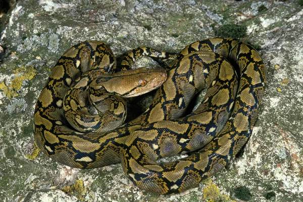 Reticulated Python Python Reticulatus Adult Standing Rock — стоковое фото