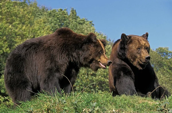 Braunbär Ursus Arctos Erwachsene — Stockfoto