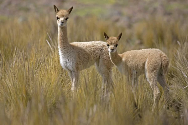 Vicuna Vicugna Vicugna Weibchen Mit Jungen Pampas Galeras Reserve Peru — Stockfoto