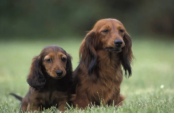 Long Haired Dachshund 带着小狗的母亲 — 图库照片