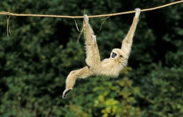 Gibbon Dalla Mano Bianca Hylobates Lar Adulto Appeso Liana Funny — Foto Stock