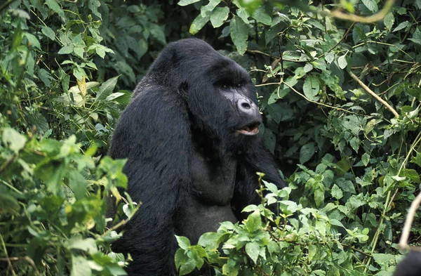 Gorilas Montaña Gorilas Gorilas Beringei Silver Back Male Virunga Park — Foto de Stock