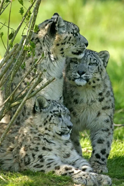 Snow Leopard Ounce Uncia Uncia Mãe Com Filhote Velho — Fotografia de Stock