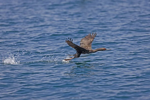 Cormorán Guanay Phalacrocorax Bougainvillii Adulto Vuelo Despegando Del Agua Islas — Foto de Stock