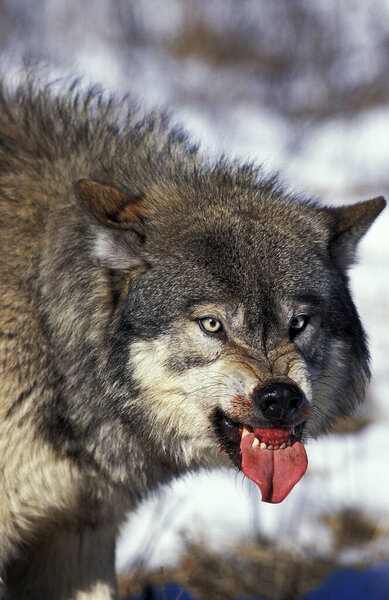 North American Grey Wolf, canis lupus occidentalis, Взрослый в оборонительной позе, Канада
  