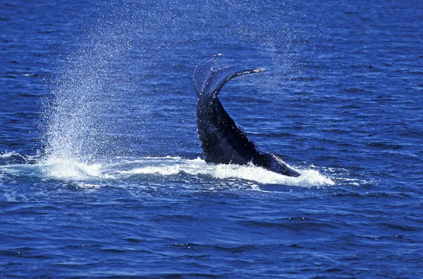 Humpack Whale Megaptera Novaeangliae Group Bubble Net Feeding Open Mouth — Stock Photo, Image