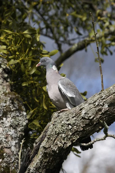 Galamb Columba Palumbus Felnőtt Álló Branch Normandia — Stock Fotó