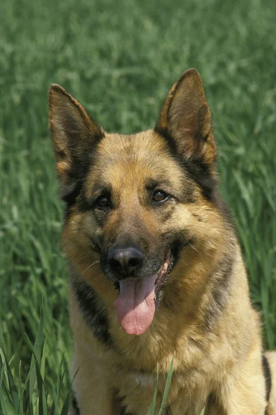 German Shepherd Dog Portrait Adult Tongue Out — Stock Photo, Image