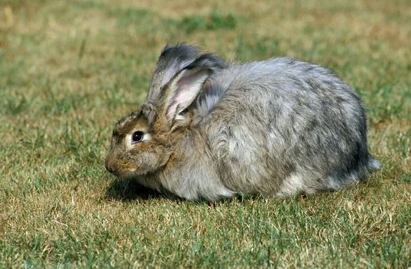 草の上に立つアンゴラウサギ — ストック写真