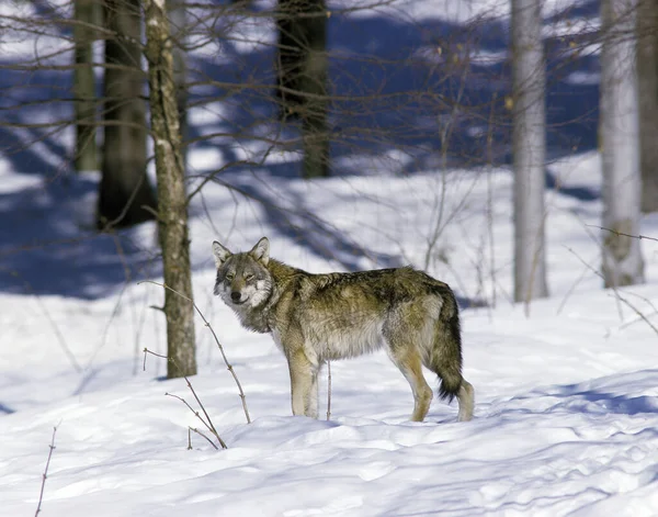 Europese Wolf Canis Lupus Volwassen Sneeuw — Stockfoto