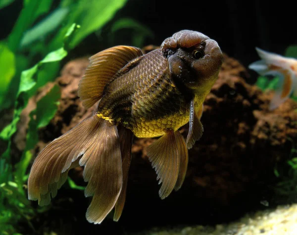 Oranda Goldfish Carassius Auratus Adulto —  Fotos de Stock