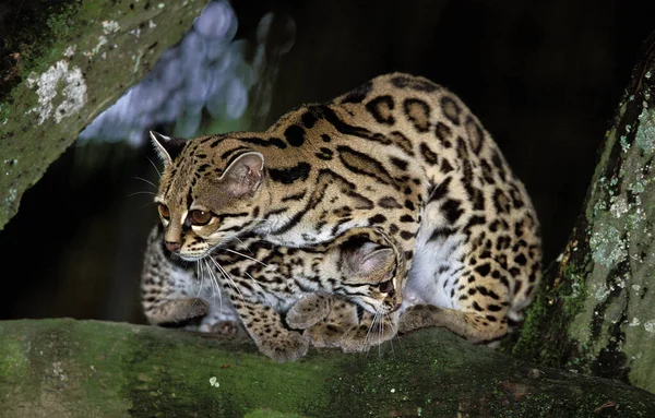 Margay Chat Leopardus Wiedi Mère Avec Louveteau — Photo