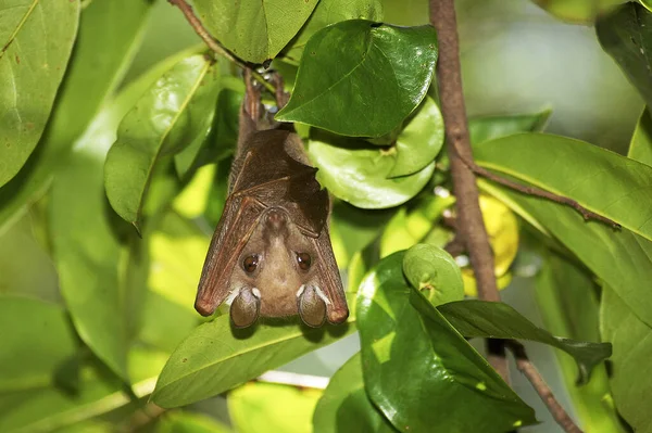 Peter Epauletted Fruit Bat Epomophorus Crypturus Adulto Pendurado Sob Folhas — Fotografia de Stock
