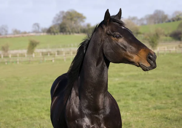 English Thoroughbred Normandy — Fotografia de Stock