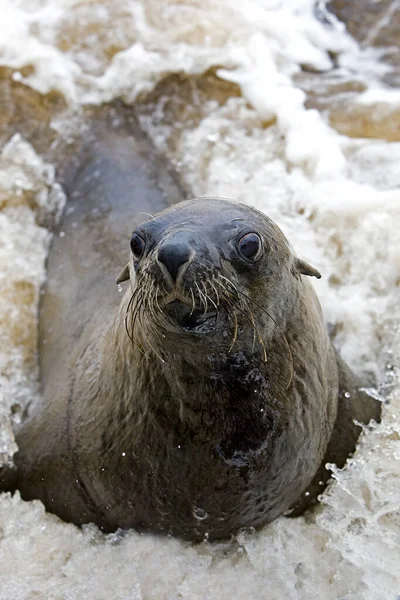 Sydafrikansk Fur Seal Arctocephalus Pusillus Kvinna Spelar Waves Cape Cross — Stockfoto