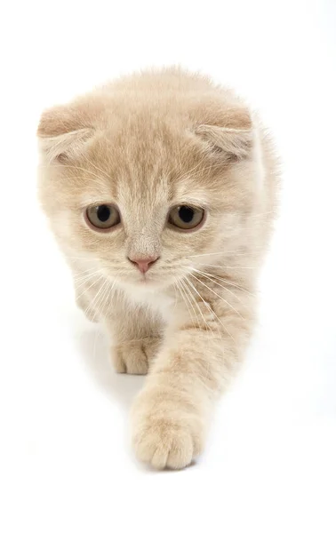 Krem Skoç Katlı Kedisi Yaşlı Kedi Beyaz Arkaplan Karşı — Stok fotoğraf