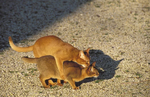 Gato Doméstico Red Abyssinian Abyssinian Apareamiento —  Fotos de Stock