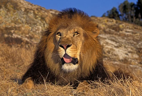 Африканский Лев Panthera Leo Мужчина Beautifful Mane — стоковое фото