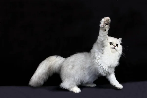 Chinchilla Persa Gato Doméstico Gato Jugando Agaisnt Negro Fondo —  Fotos de Stock