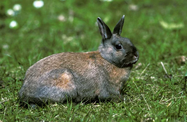 Dwarft Rabbit standing on Grass