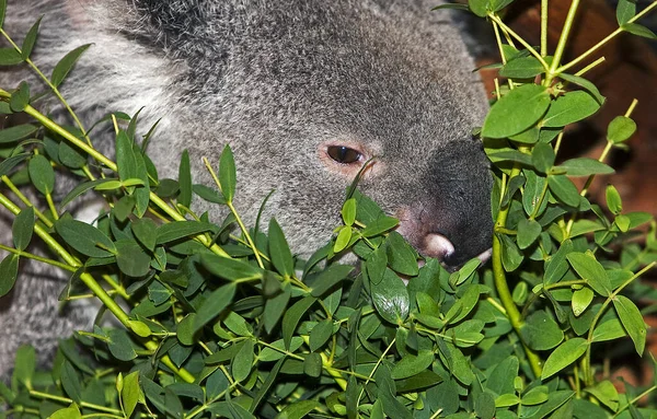 Koala Phascolarctos Cinereus Male Ївши Листя Евкаліпта — стокове фото