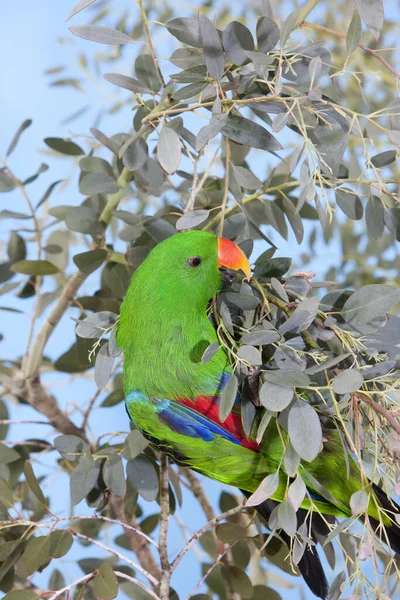 Eclectus Parrot Eclectus Roratus Homme Debout Sur Branche — Photo
