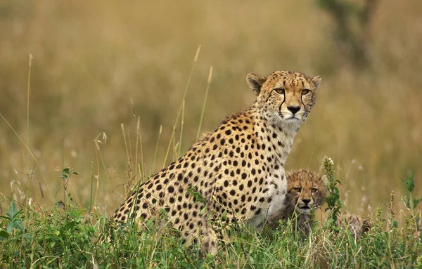 Cheetah Acinonyx Jubatus Mère Avec Louveteau Masai Mara Park Kenya — Photo