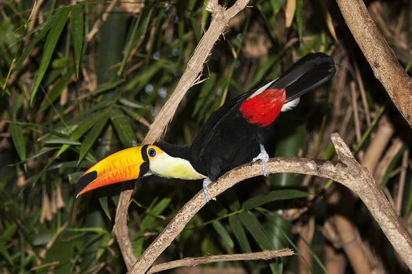 Toco Toucan Ramphastos Toco Adulto Pie Rama —  Fotos de Stock