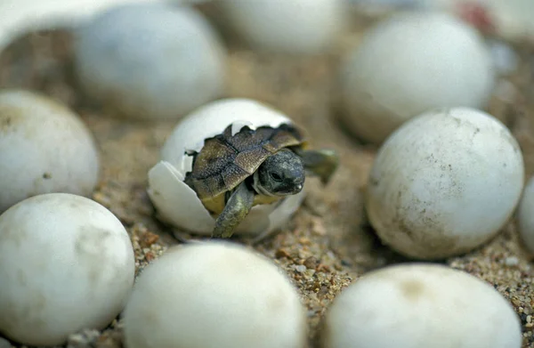 Hermann Tortoise Testudo Hermanni Baby Hatching Egg — Fotografia de Stock