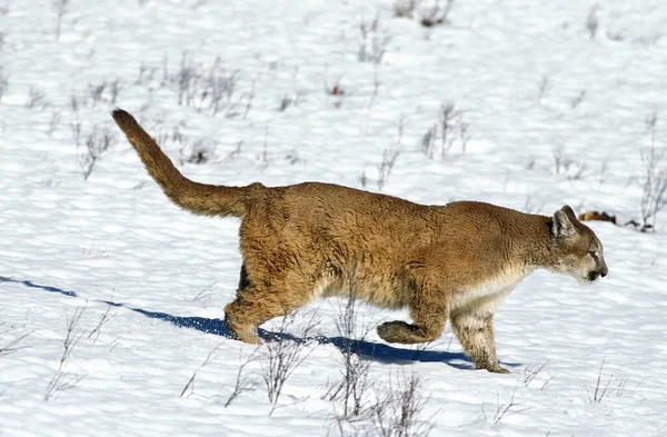 Cougar Puma Concolor Adulte Marchant Sur Neige Montana — Photo