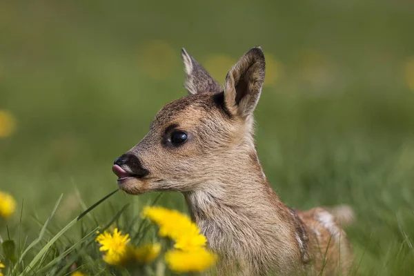 Kvinna Traditionell Klänning Med Sina Lamor Lama Glama Nära Machu — Stockfoto