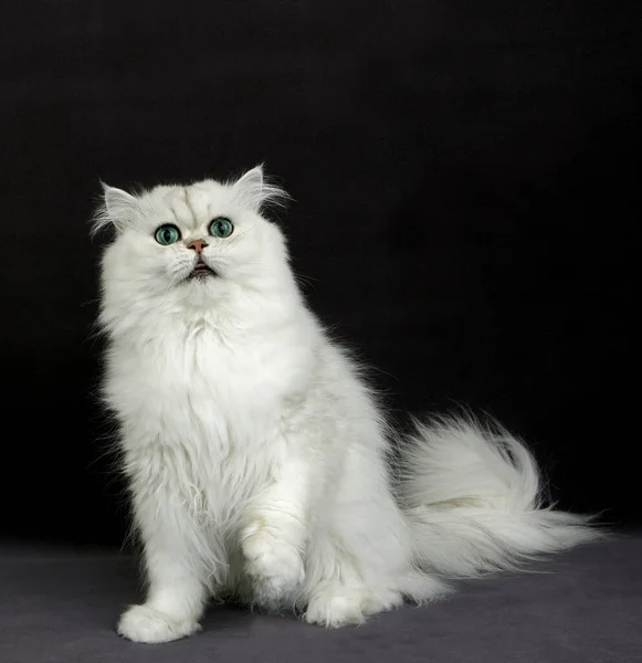 Chinchilla Pérsico Gato Doméstico Con Ojos Verdes Adulto Sentado Contra —  Fotos de Stock