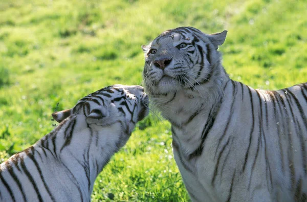 Witte Tijger Panthera Tigris Paar — Stockfoto