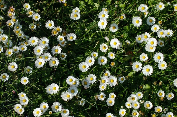 Μαργαρίτες Bellis Perennis Φυσικό Υπόβαθρο — Φωτογραφία Αρχείου