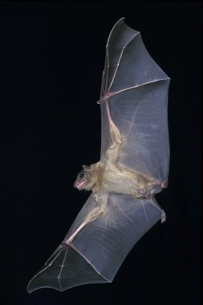 Νυχτερίδα Αυτιά Ποντικού Μυώτης Μυώτης Ενήλικας Πτήσει — Φωτογραφία Αρχείου