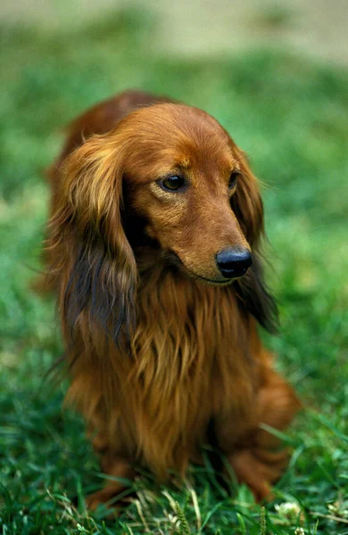 Cabello Largo Dachshund Adulto Pie Sobre Hierba — Foto de Stock