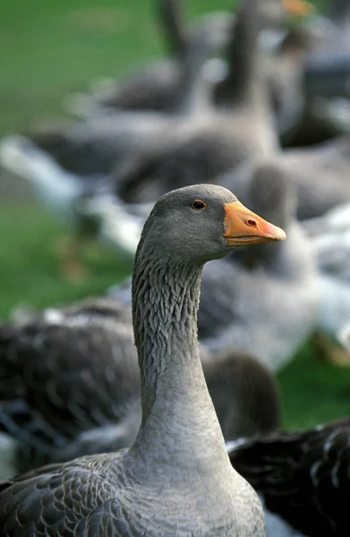 Toulouse Goose Породы Производящей Пате Фуа Гра Франции — стоковое фото