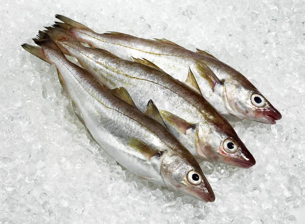 Merlangius Merlangus 氷の上の新鮮な魚 — ストック写真